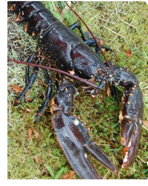 American lobster (Homarus americanus)